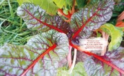 Das Unglaubliche Hochbeet -Pflanzensamen Rabatt loewenzahn verlag das unglaubliche hochbeet 1 stk 832276 de