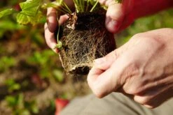 Handbuch Bio-Obst -Pflanzensamen Rabatt loewenzahn verlag handbuch bio obst 1 k 1222801 de