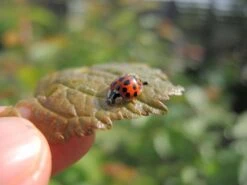 Handbuch Pflanzenschutz Im Biogarten -Pflanzensamen Rabatt loewenzahn verlag handbuch pflanzenschutz im biogarten 1 k 1222716 de