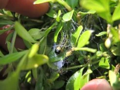 Handbuch Pflanzenschutz Im Biogarten -Pflanzensamen Rabatt loewenzahn verlag handbuch pflanzenschutz im biogarten 1 k 1222733 de