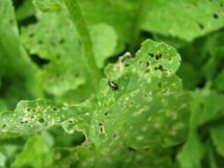 Handbuch Pflanzenschutz Im Biogarten -Pflanzensamen Rabatt loewenzahn verlag handbuch pflanzenschutz im biogarten 1 k 1222740 de