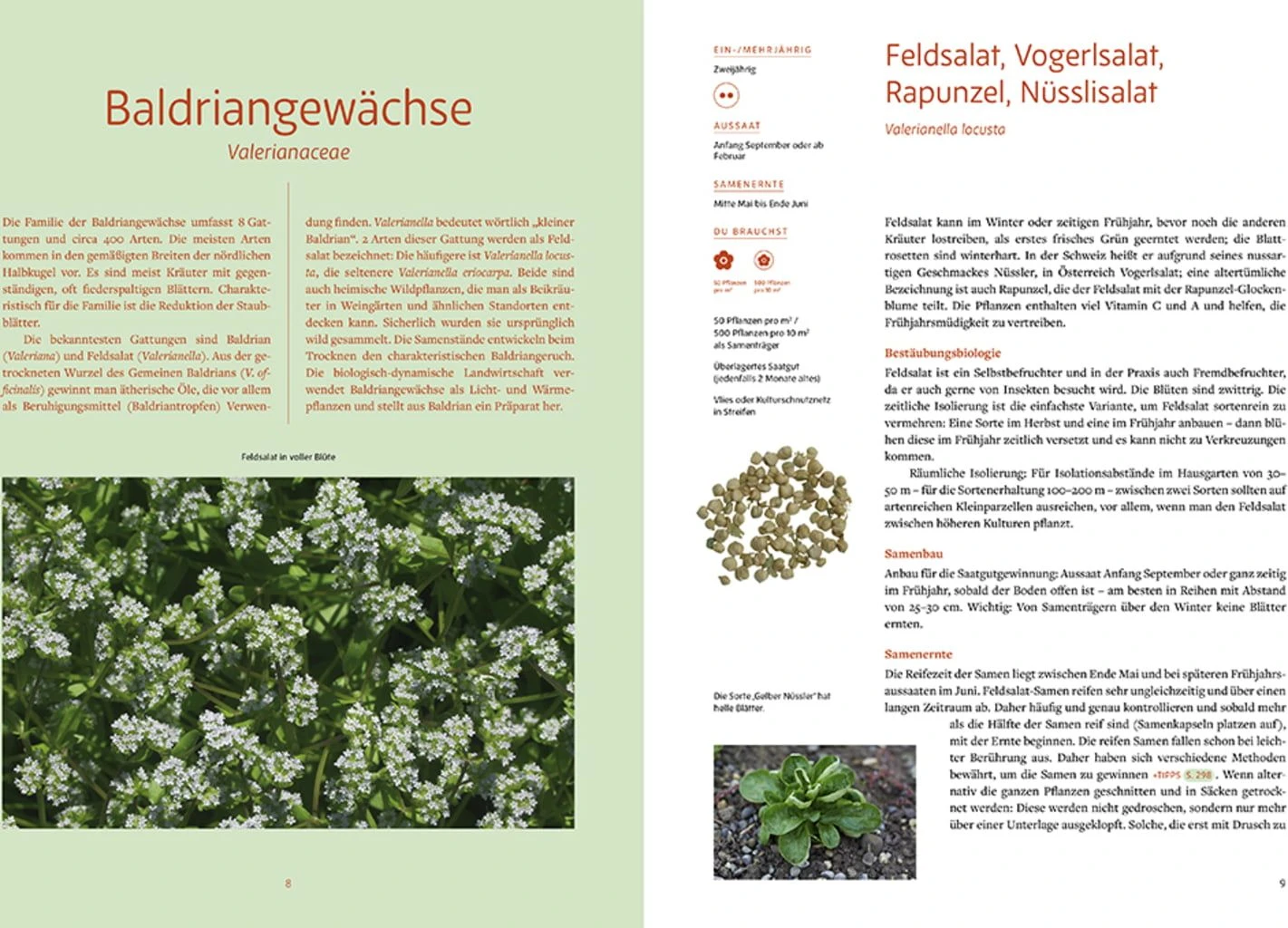 Handbuch Samengärtnerei 10 Handbuch Samengärtnerei – Bild 8