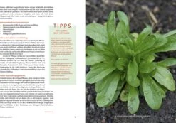 Handbuch Samengärtnerei 14 Handbuch Samengärtnerei -Pflanzensamen Rabatt loewenzahn verlag handbuch samengaertnerei 1 st 1683464 de