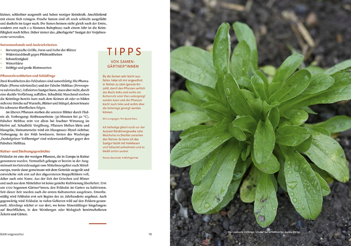 Handbuch Samengärtnerei 7 Handbuch Samengärtnerei – Bild 5