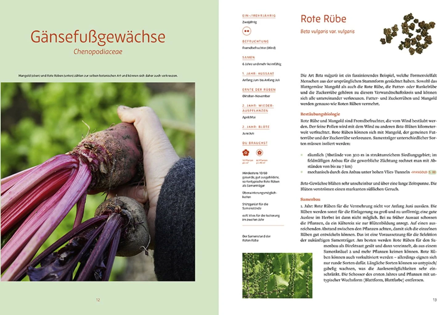 Handbuch Samengärtnerei 4 Handbuch Samengärtnerei – Bild 2