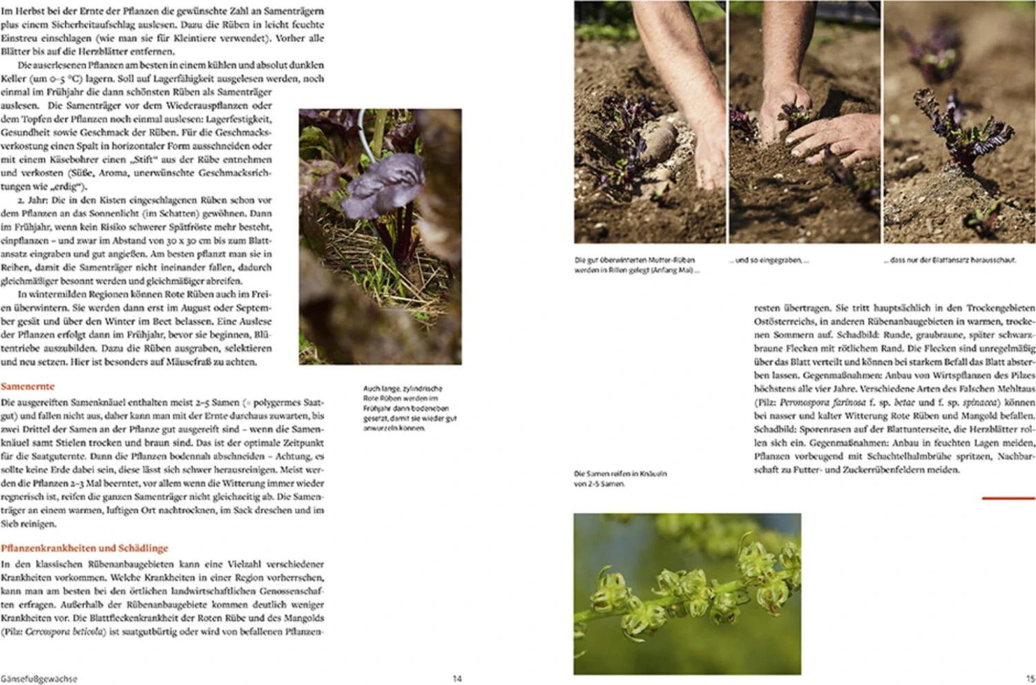 Handbuch Samengärtnerei 3 Handbuch Samengärtnerei