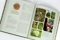 Spür Den Wald -Pflanzensamen Rabatt loewenzahn verlag spuer den wald 1 stk 830263 de