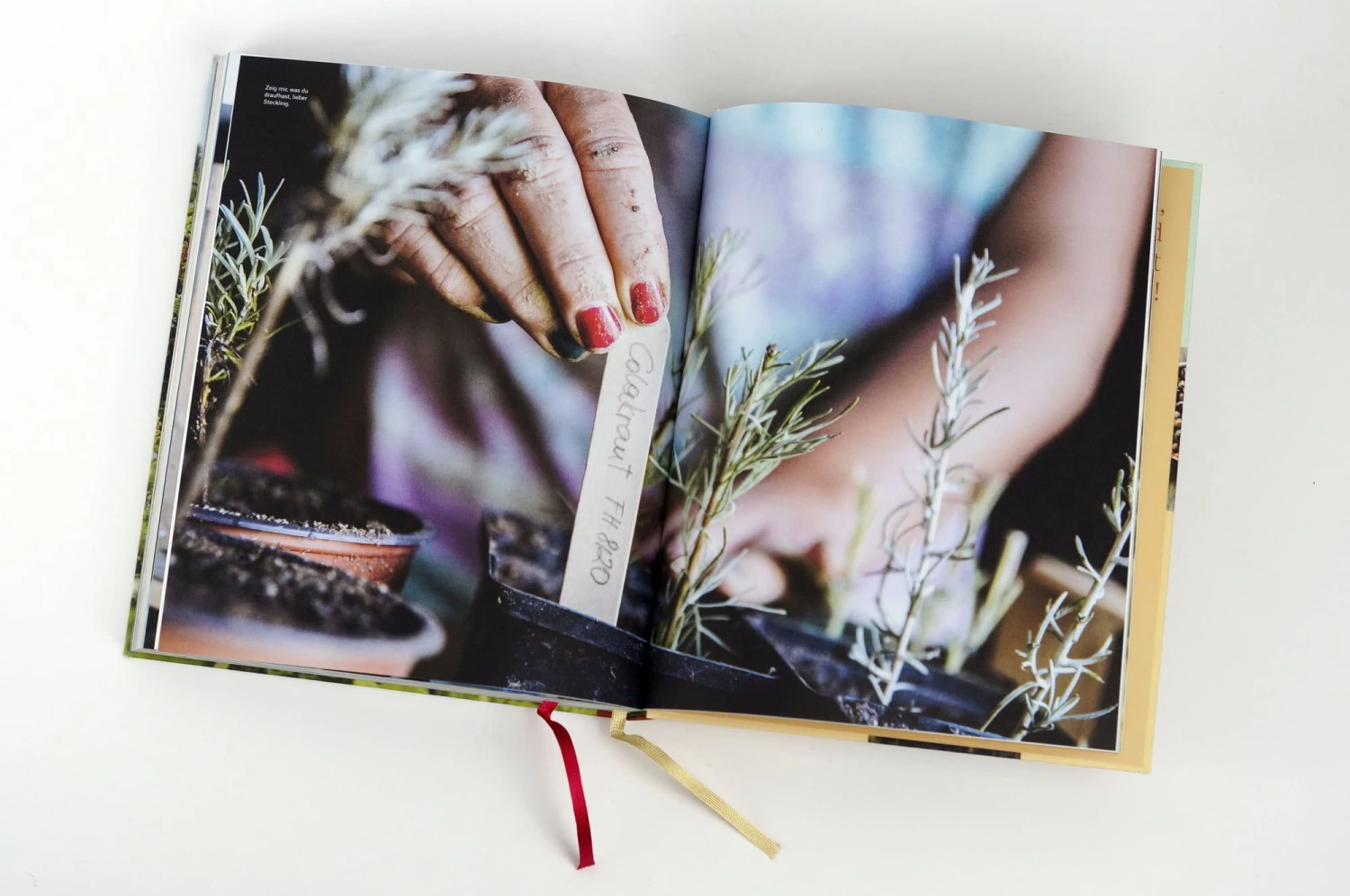 Wie Du Dein Eigenes Saatgut Gewinnst 9 Wie Du Dein Eigenes Saatgut Gewinnst – Bild 7