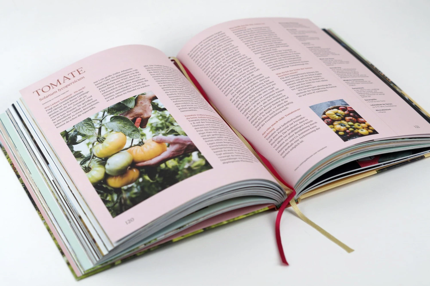 Wie Du Dein Eigenes Saatgut Gewinnst 13 Wie Du Dein Eigenes Saatgut Gewinnst – Bild 11