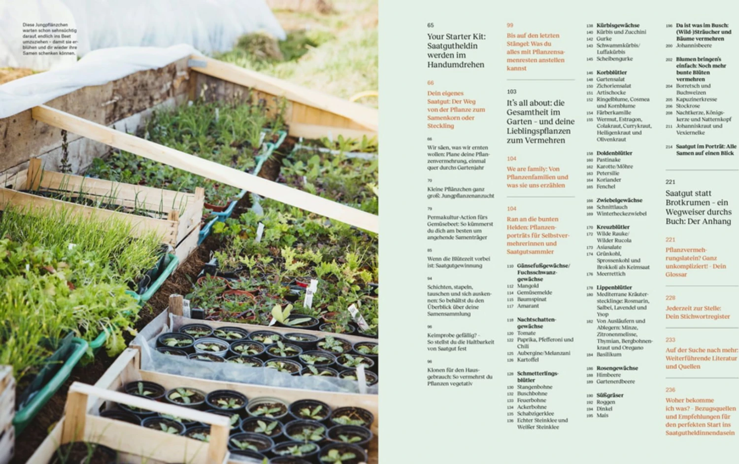 Wie Du Dein Eigenes Saatgut Gewinnst 12 Wie Du Dein Eigenes Saatgut Gewinnst – Bild 10