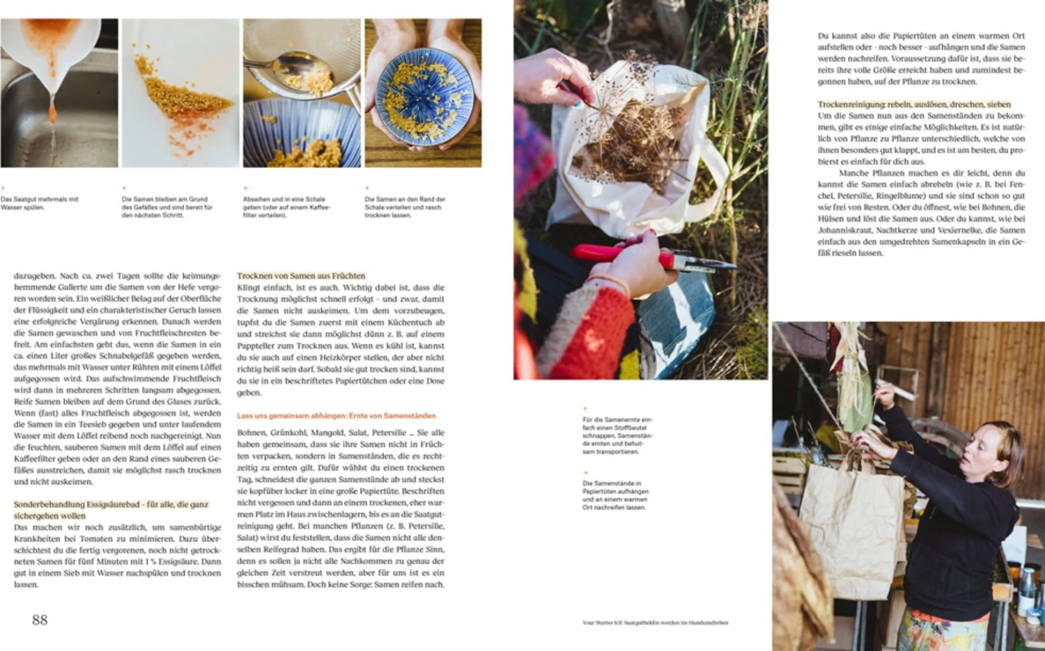Wie Du Dein Eigenes Saatgut Gewinnst 10 Wie Du Dein Eigenes Saatgut Gewinnst – Bild 8