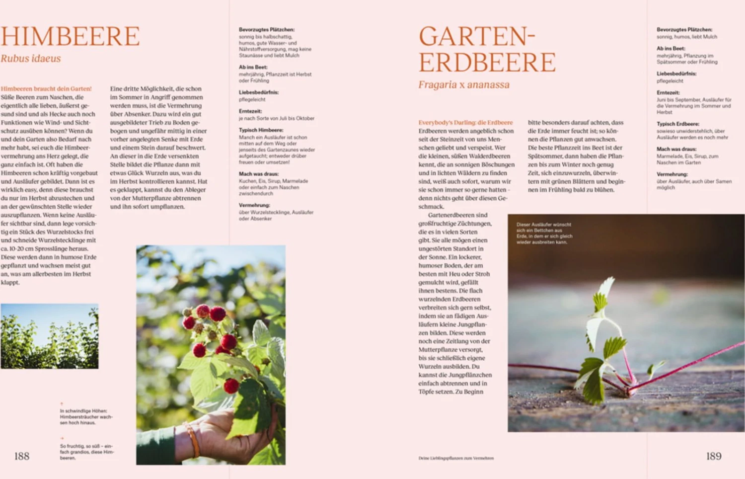 Wie Du Dein Eigenes Saatgut Gewinnst 6 Wie Du Dein Eigenes Saatgut Gewinnst – Bild 4