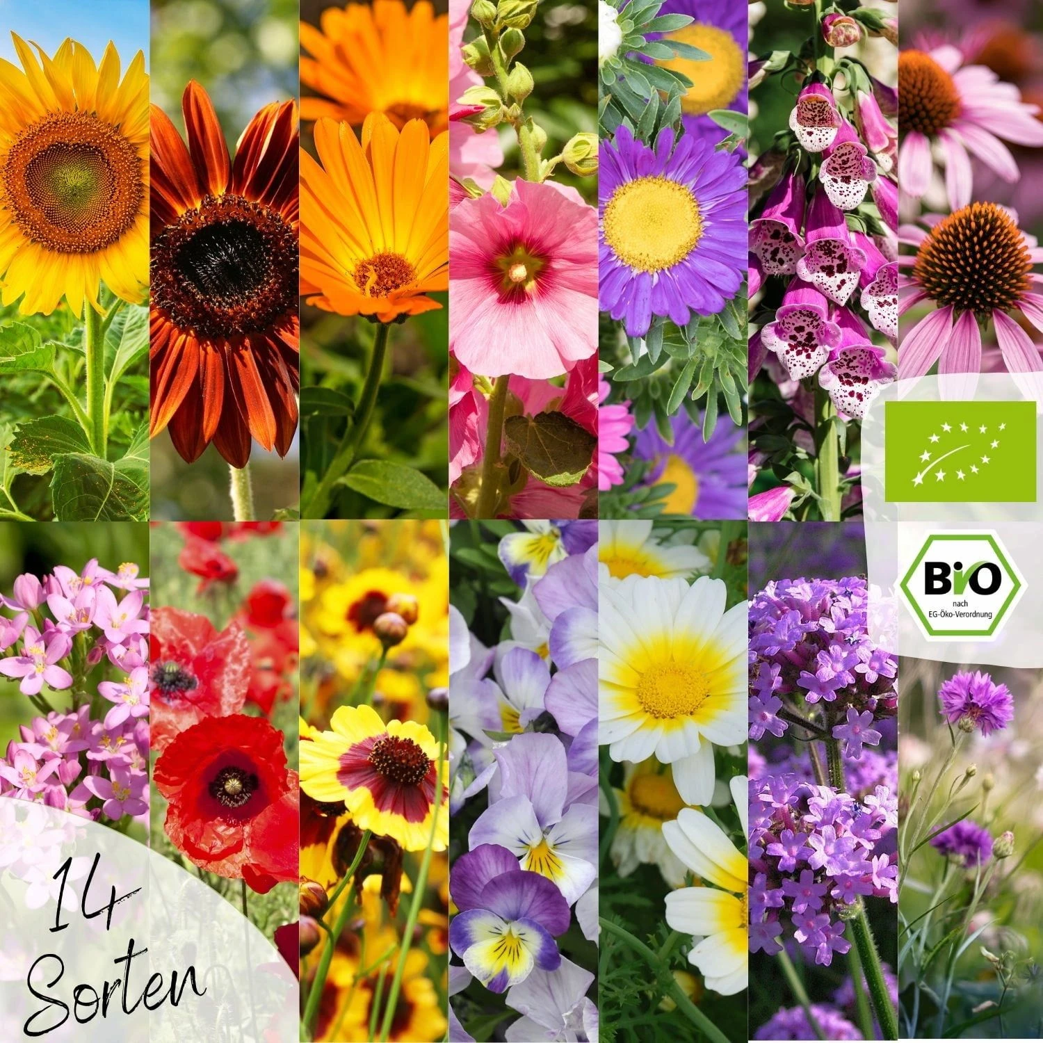 Bio Blumensamen Set 4 Bio Blumensamen Set – Bild 2