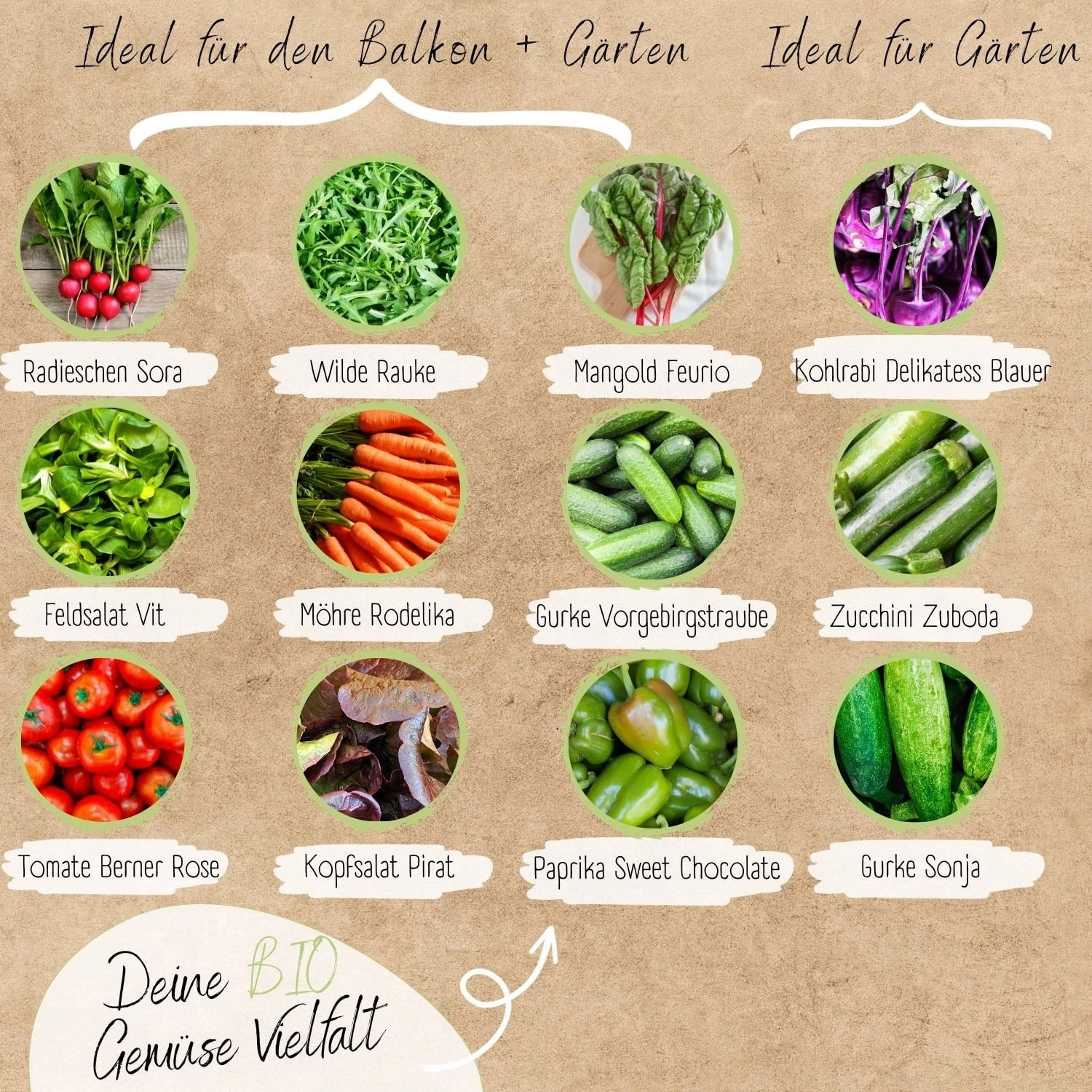 Bio Gemüsesamen Set 6 Bio Gemüsesamen Set – Bild 4
