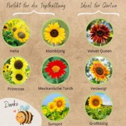 Bio Sonnenblumen Samen Set -Pflanzensamen Rabatt loveplants bio sonnenblumen samen set 1682929 de