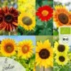 Bio Sonnenblumen Samen Set 2 Bio Sonnenblumen Samen Set -Pflanzensamen Rabatt loveplants bio sonnenblumen samen set 1682934 de