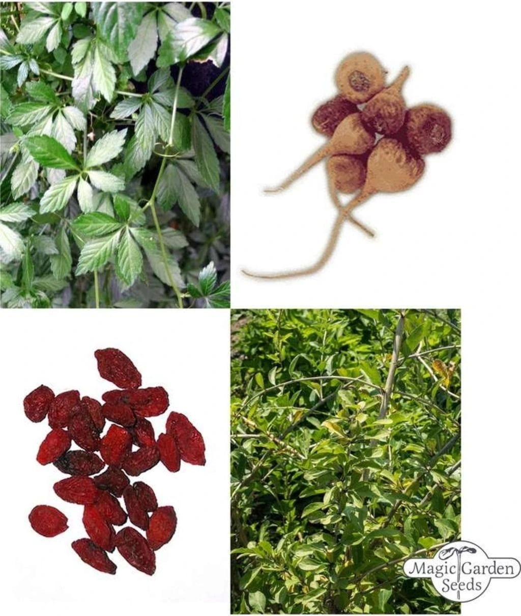 Anti-Aging Pflanzen - Samenset 4 Anti-Aging Pflanzen - Samenset – Bild 2