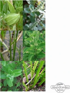 Ayurvedische Heilkräuter - Samenset