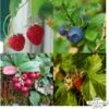 Bio Beeren-Naschgarten , Samenset -Pflanzensamen Rabatt magic garden seeds bio beeren naschgarten samenset 1 set 1302258 de