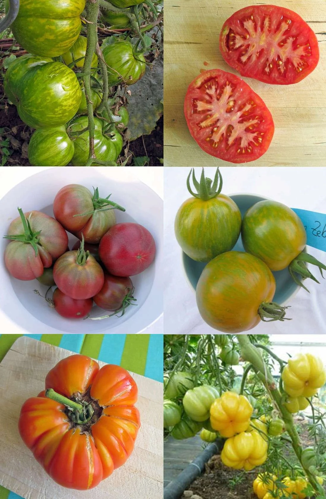 Bunte Alte Tomatensorten - Samenset 8 Bunte Alte Tomatensorten - Samenset – Bild 6