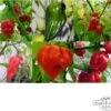 Die Schärfsten Chilisorten Der Welt - Samenset, Geschenkset -Pflanzensamen Rabatt magic garden seeds die schaerfsten chilisorten der welt samenset set regalo 1516087 de