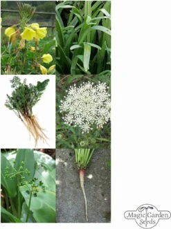 Essbare Wildpflanzen - Samenset -Pflanzensamen Rabatt magic garden seeds essbare wildpflanzen samenset 1 set 1306887 de