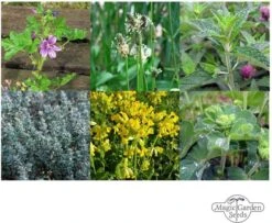 Heilende Bergkräuter - Samenset 19 Heilende Bergkräuter - Samenset -Pflanzensamen Rabatt magic garden seeds heilende bergkraeuter samenset 1680195 de
