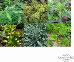 Hildegard Von Bingen: Klostergarten - Samenset -Pflanzensamen Rabatt magic garden seeds hildegard von bingen klostergarten samenset 1 set 1303094 de