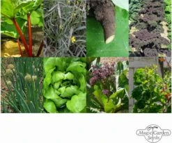 Permakultur - Samenset -Pflanzensamen Rabatt magic garden seeds permakultur samenset 1 set 1307079 de