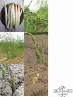 Spargel Vielfalt - Samenset -Pflanzensamen Rabatt magic garden seeds spargel vielfalt samenset 1 set 1306206 de