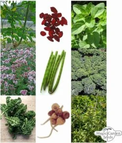 Super Foods - Samenset -Pflanzensamen Rabatt magic garden seeds super foods samenset 1 set 1306671 de