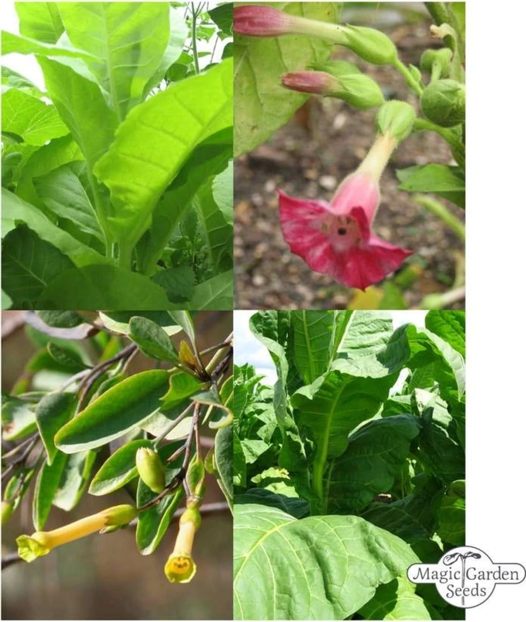 Tabak Vielfalt - Samenset 6 Tabak Vielfalt - Samenset – Bild 4