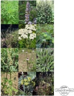 Wichtige Heilpflanzen Der Frauenheilkunde - Samenset 11 Wichtige Heilpflanzen Der Frauenheilkunde - Samenset -Pflanzensamen Rabatt magic garden seeds wichtige heilpflanzen der frauenheilkunde samenset 1680202 de