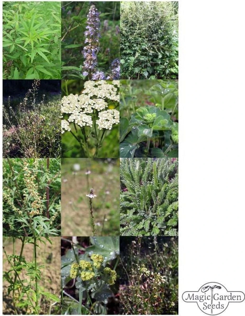 Wichtige Heilpflanzen Der Frauenheilkunde - Samenset 4 Wichtige Heilpflanzen Der Frauenheilkunde - Samenset – Bild 2