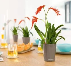 LECHUZA Tischgefäß MINI DELTINI, Weiß -Pflanzensamen Rabatt mini deltini tischgefaess 673210 de