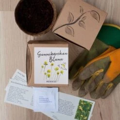 Anzuchtset "Gummibärchenblume" 10 Anzuchtset "Gummibärchenblume" -Pflanzensamen Rabatt naturkraftwerk anzuchtset gummibaerchenblume 1 st 1667808 de