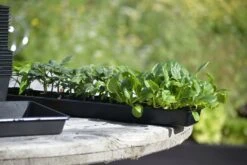 Anzuchtschale Solid 14 X 68 Cm -Pflanzensamen Rabatt nelson garden anzuchtschale solid 14 x 68 cm 1460241 de