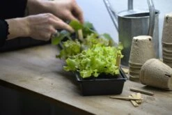 Anzuchtschale Solid 14 X 68 Cm -Pflanzensamen Rabatt nelson garden anzuchtschale solid 14 x 68 cm 1460248 de