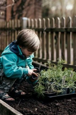 Anzuchtschale Solid 24 X 38 Cm -Pflanzensamen Rabatt nelson garden anzuchtschale solid 24 x 38 cm 1460357 de