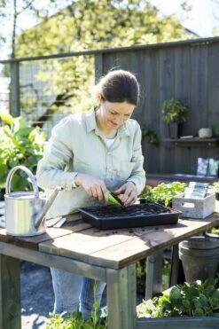 Anzuchtschale Solid 24 X 38 Cm -Pflanzensamen Rabatt nelson garden anzuchtschale solid 24 x 38 cm 1460371 de