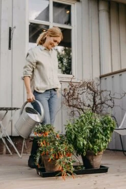 Anzuchtschale Solid 26 X 68 Cm -Pflanzensamen Rabatt nelson garden anzuchtschale solid 26 x 68 cm 1460541 de