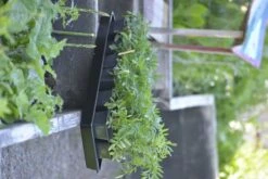 Anzuchtschale Solid 26 X 68 Cm -Pflanzensamen Rabatt nelson garden anzuchtschale solid 26 x 68 cm 1460548 de