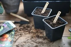 Anzuchttopf Kunststoff 7 Cm, 25 Stück 7 Anzuchttopf Kunststoff 7 Cm, 25 Stück -Pflanzensamen Rabatt nelson garden anzuchttopf kunststoff 7 cm 1460092 de