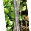 Bodenthermometer 1 Bodenthermometer -Pflanzensamen Rabatt nelson garden bodenthermometer 1 st 1660533 de