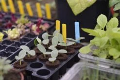 Mini-Topfplatte 3er-Pack -Pflanzensamen Rabatt nelson garden mini topfplatte 3er pack 1516861 de