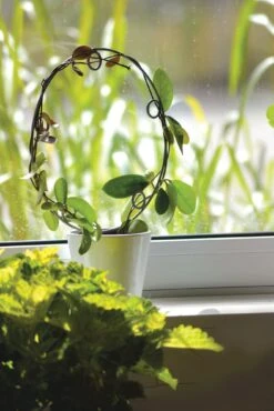 Rankhilfe Für Topfpflanzen "Circle"