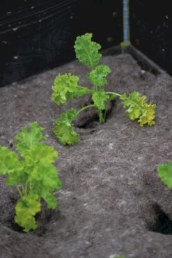 Vlies Aus Wolle, 120x80 Cm -Pflanzensamen Rabatt nelson garden vlies aus wolle 1459616 de