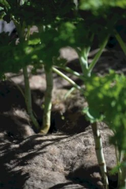 Vlies Aus Wolle, 120x80 Cm -Pflanzensamen Rabatt nelson garden vlies aus wolle 1459663 de