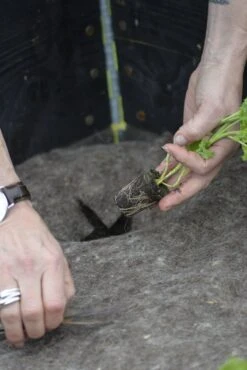 Vlies Aus Wolle, 120x80 Cm -Pflanzensamen Rabatt nelson garden vlies aus wolle 1681253 de