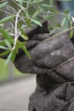 Winterschutz Wollmatte -Pflanzensamen Rabatt nelson garden winterschutz wollmatte 1459912 de